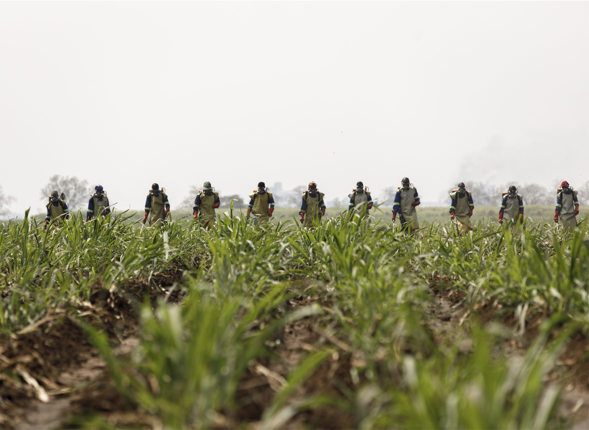 sugar-cane-cultivation